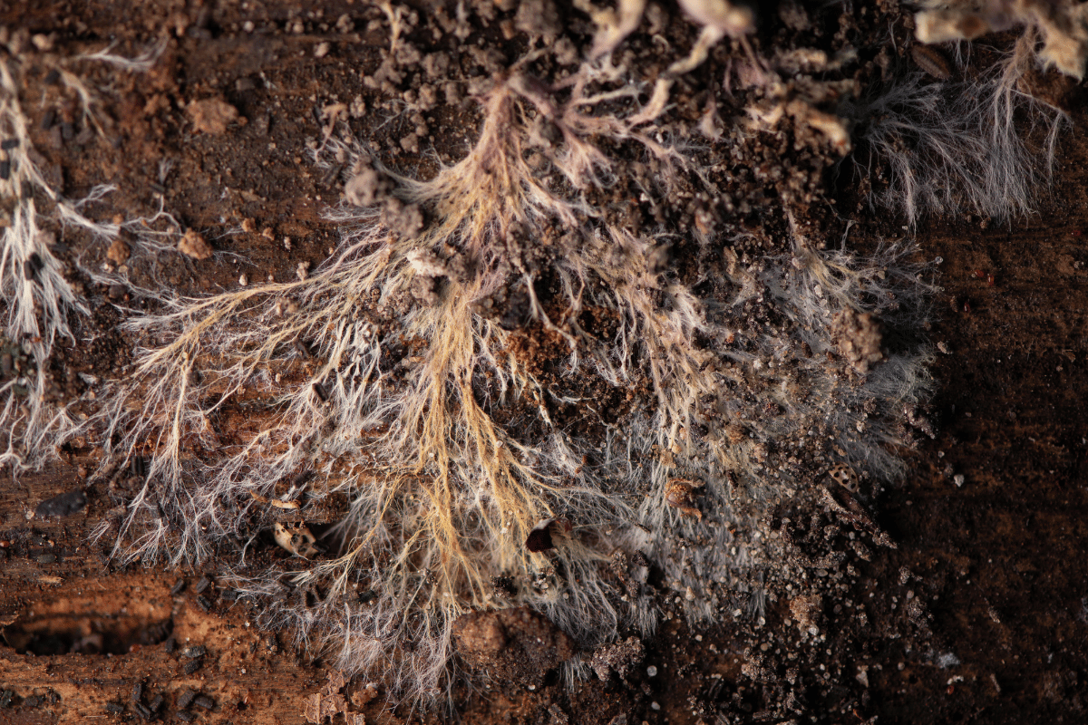Mycorrhizae form a symbiosis with the root and extend its absorption network..png